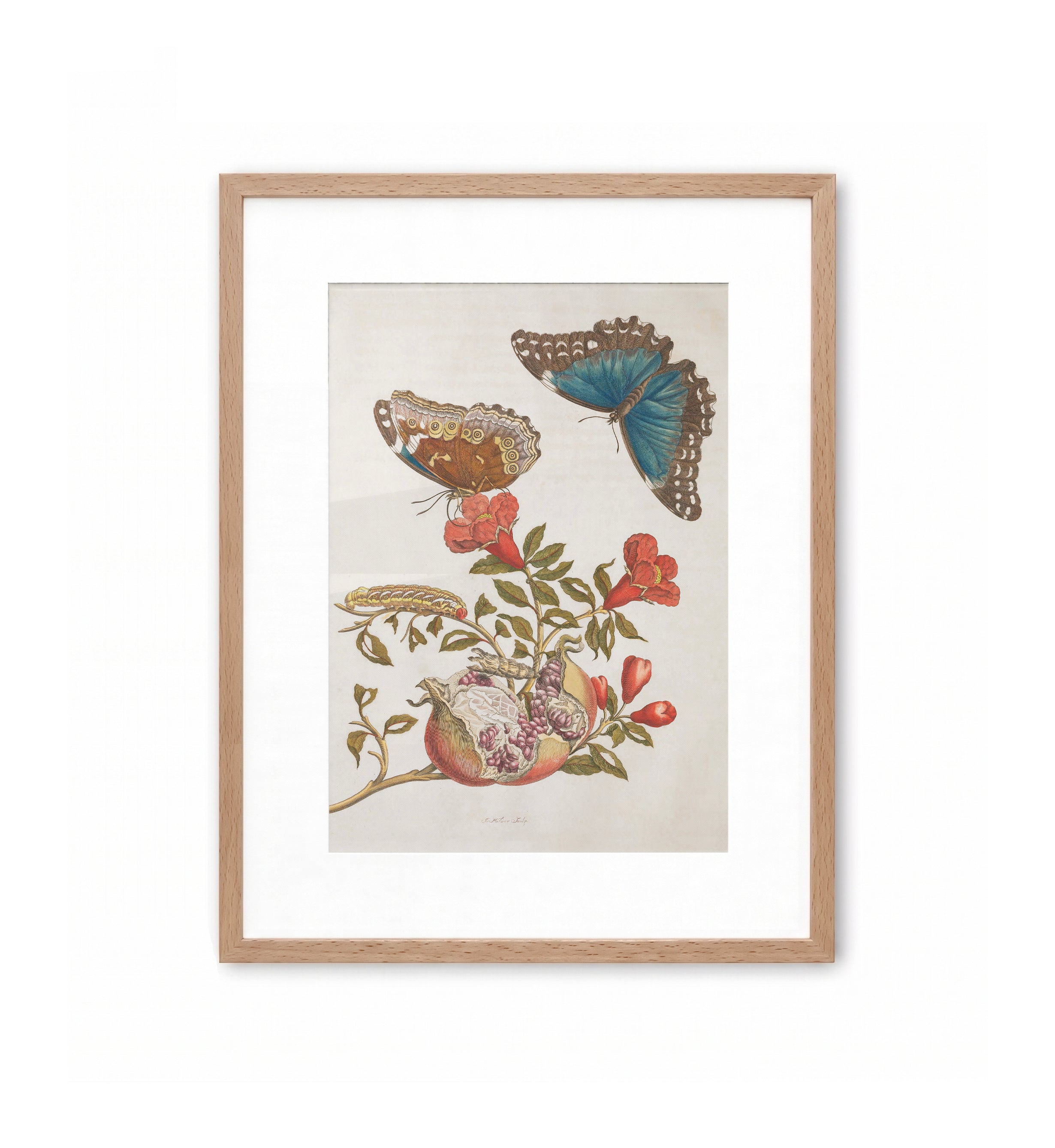 Maria Sibylla Merian