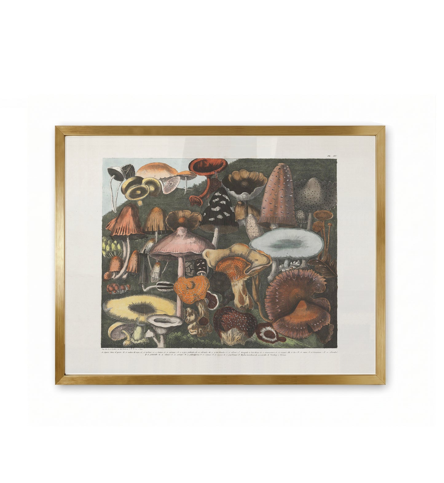 Suspect Mushrooms /  A. Cornillon