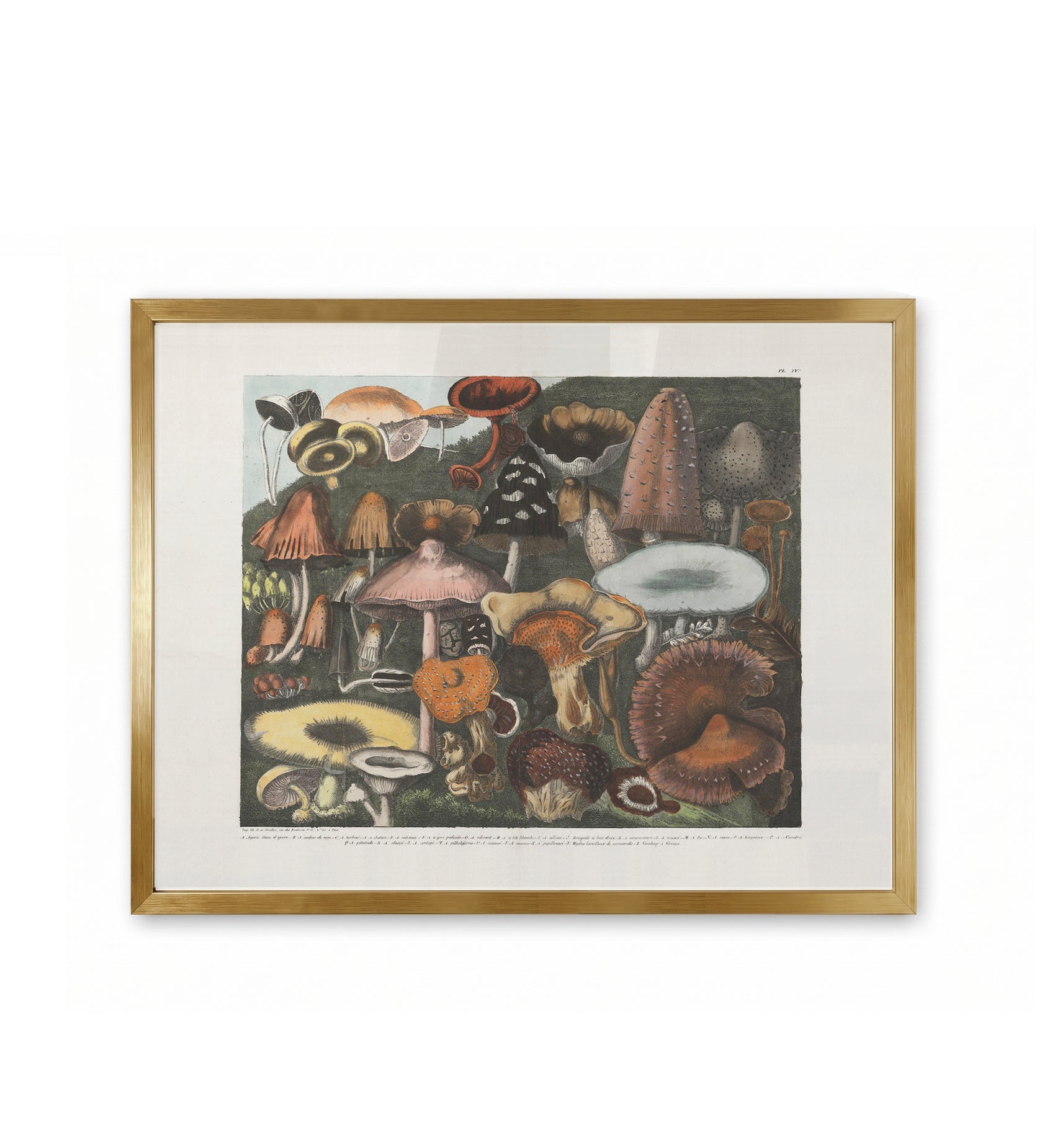 Suspect Mushrooms /  A. Cornillon