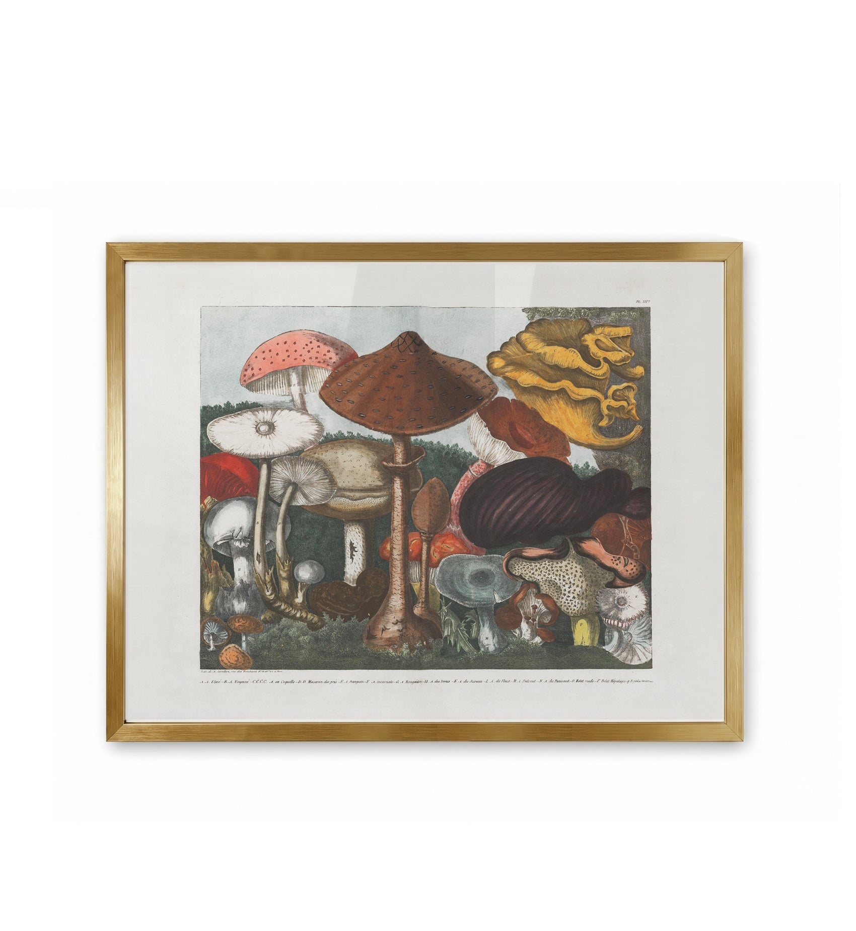 Atlas des Champignons / A. Cornillon