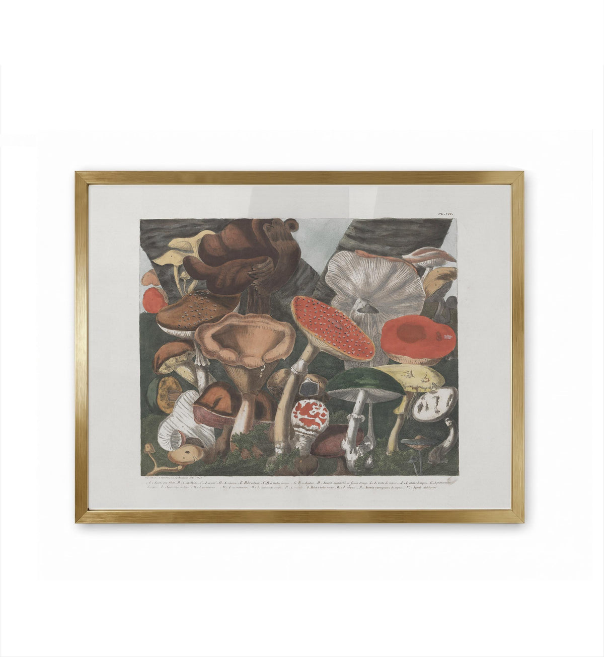 Champignons Suspect / A. Cornillon