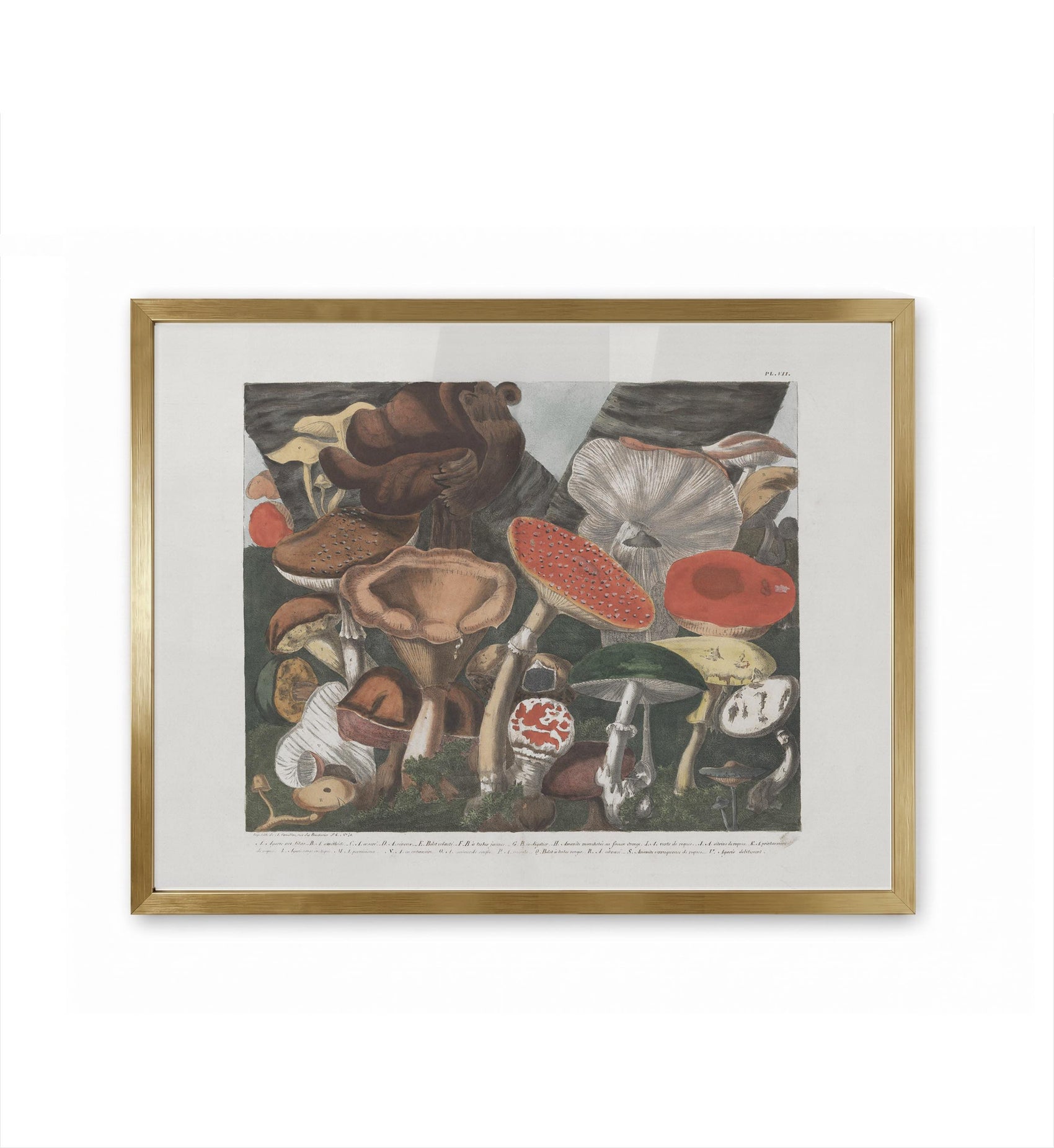 Champignons Suspect / A. Cornillon