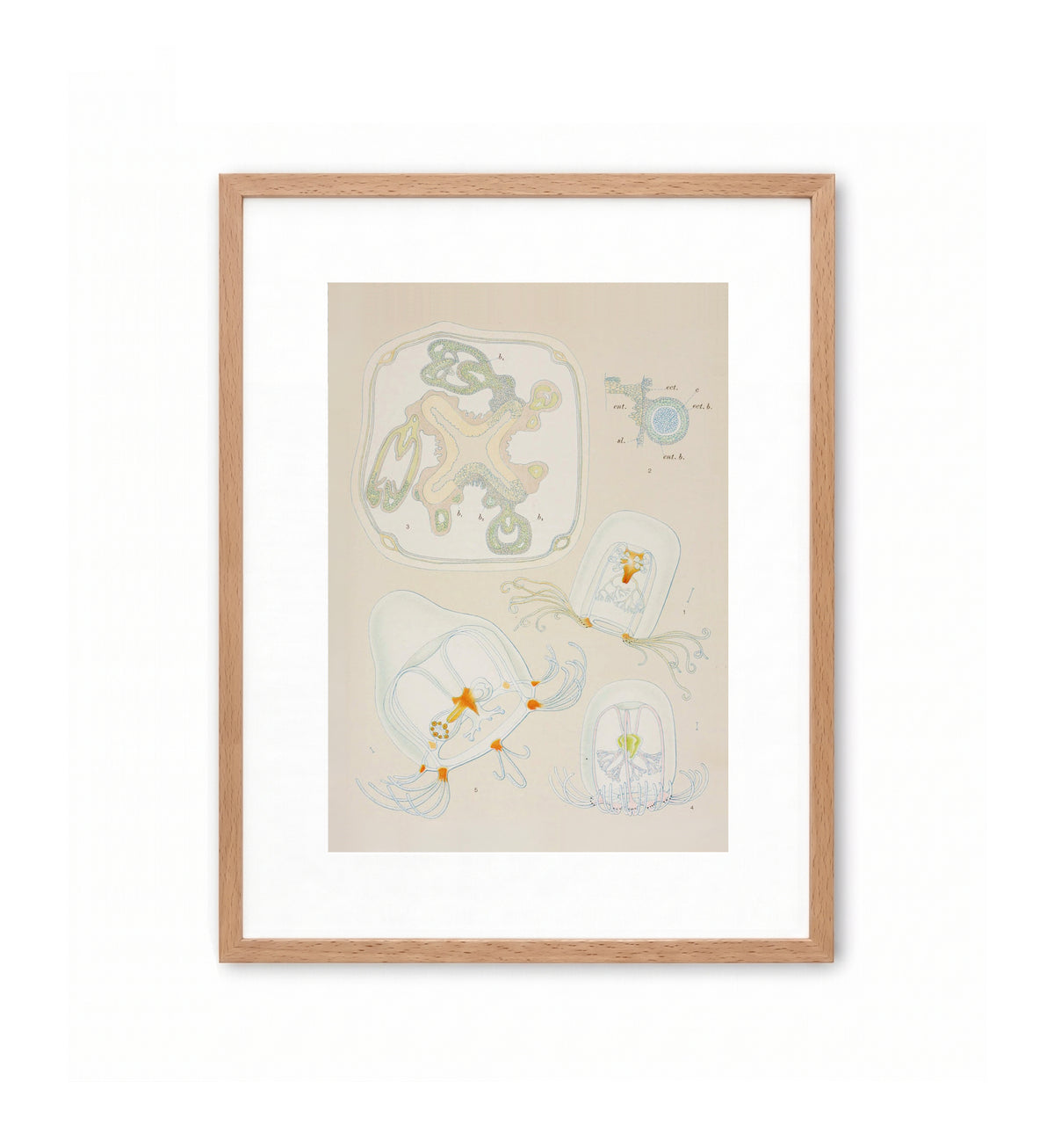 Medusae of the World: Plate 18 / Alfred Goldsborough Mayer (Copia)