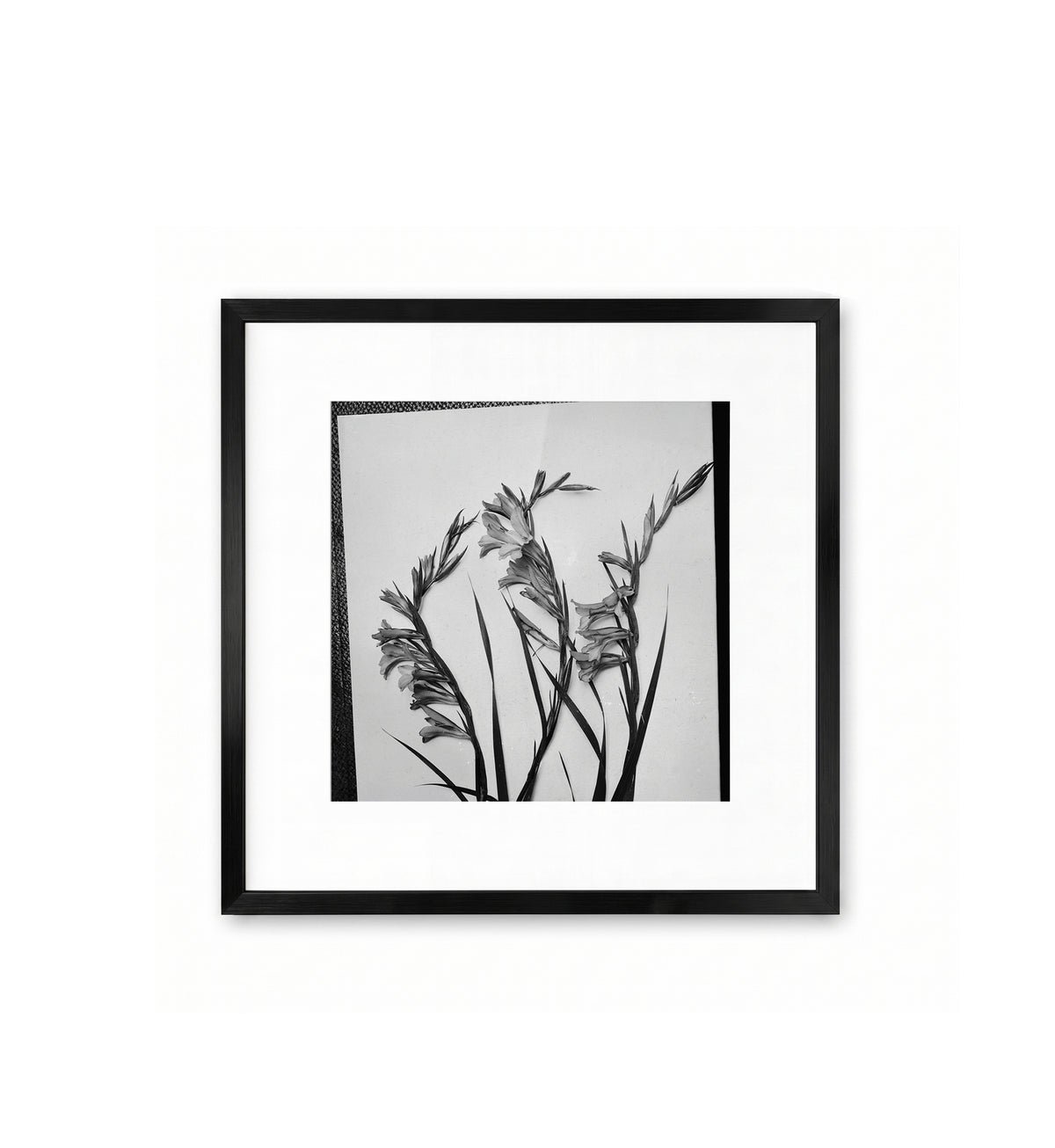 Gladiolus, Cornflag / American Colony