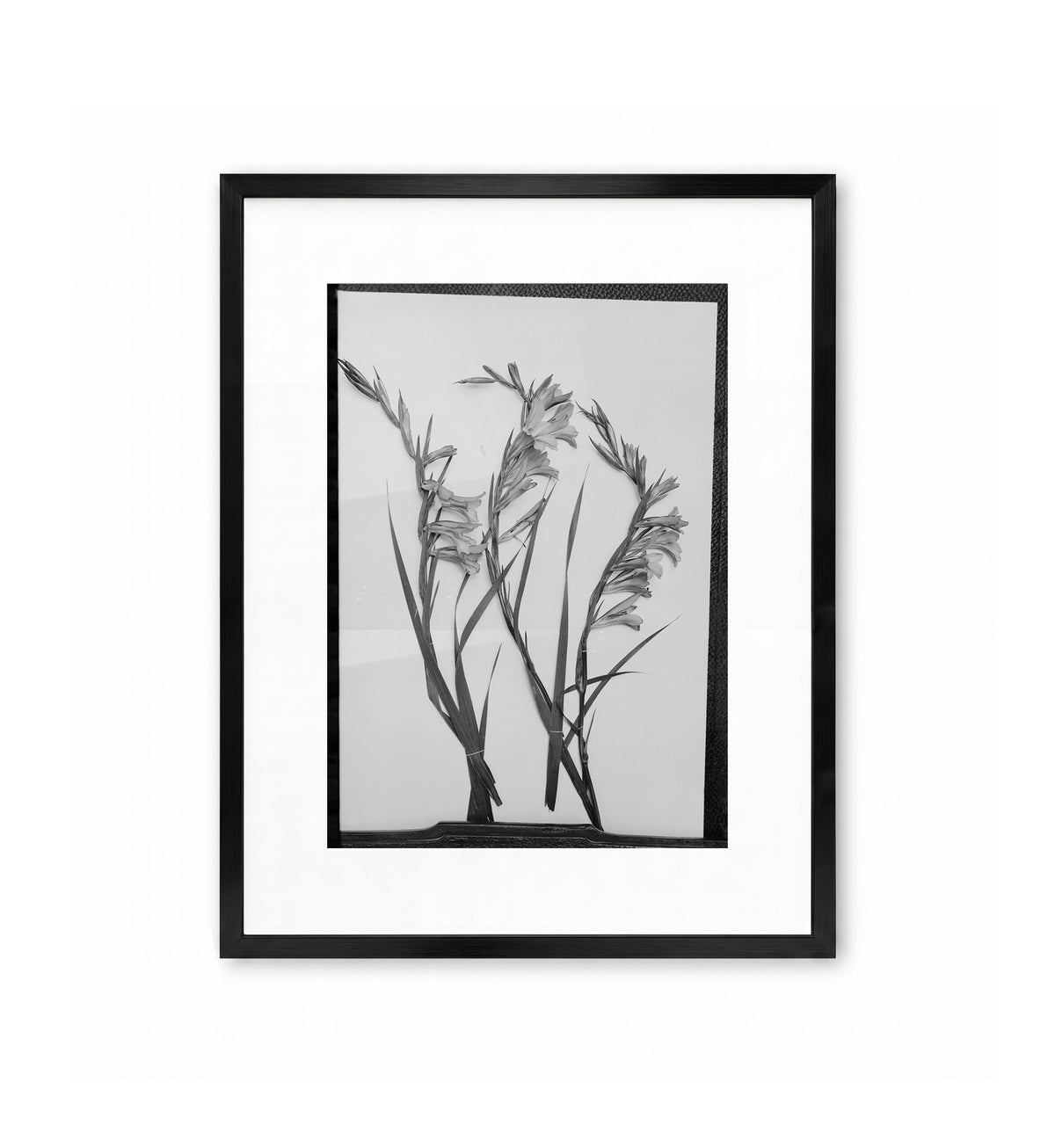 Wild Flowers / American Colony