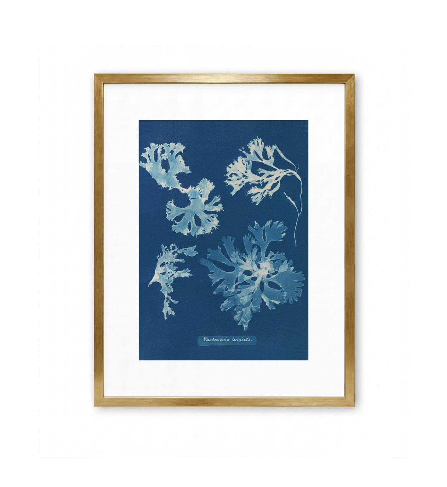 Rhodomenia Laciniata / Anna Atkins