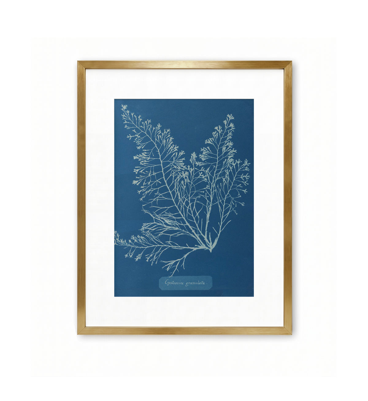 Cystoseira Granulata / Anna Atkins