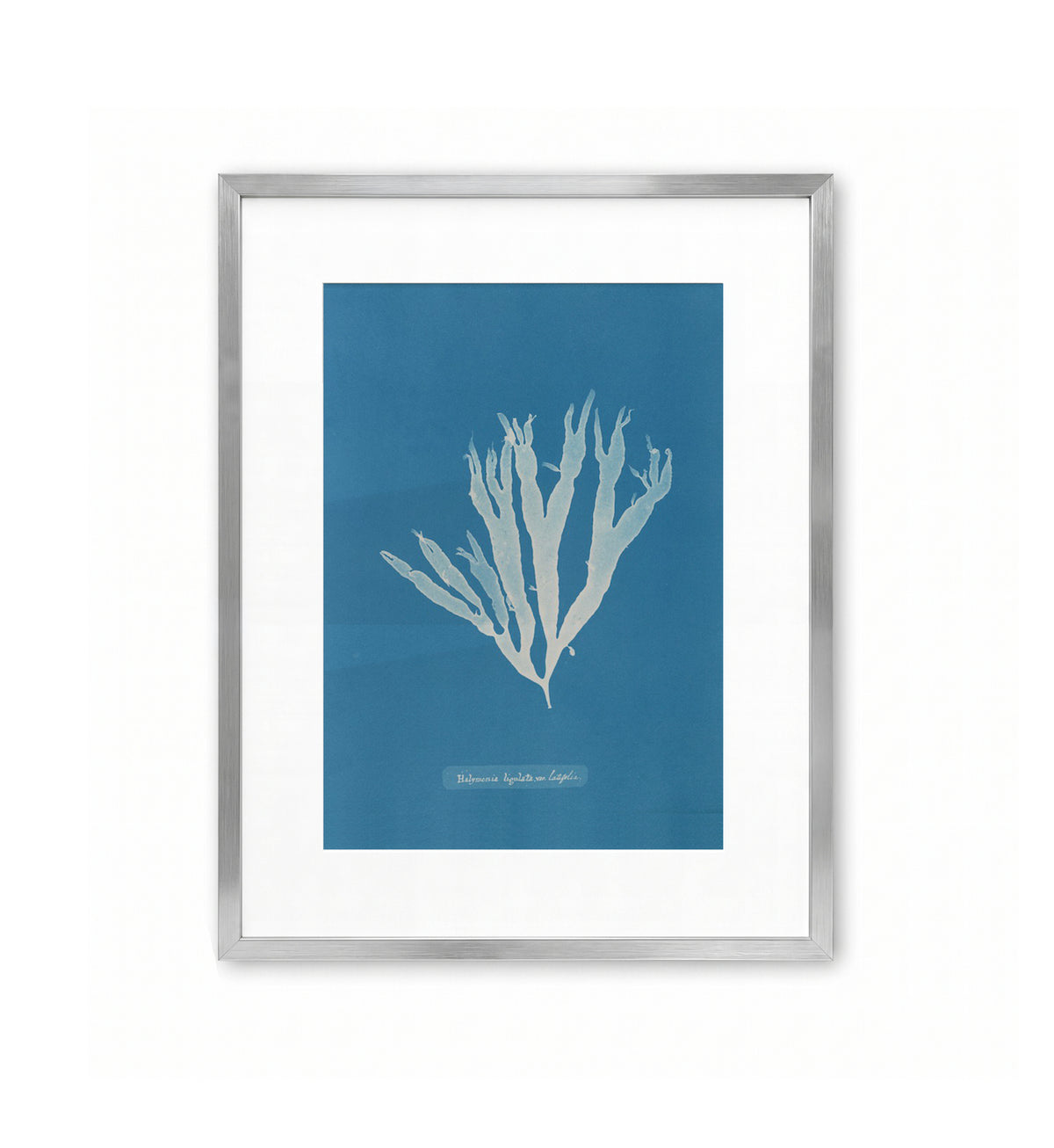 Halymenia Ligulata / Anna Atkins