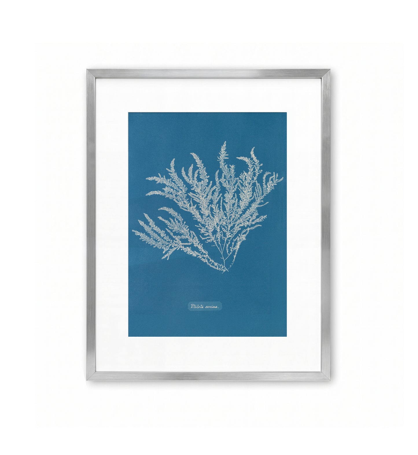 Ptilota Sericea / Anna Atkins