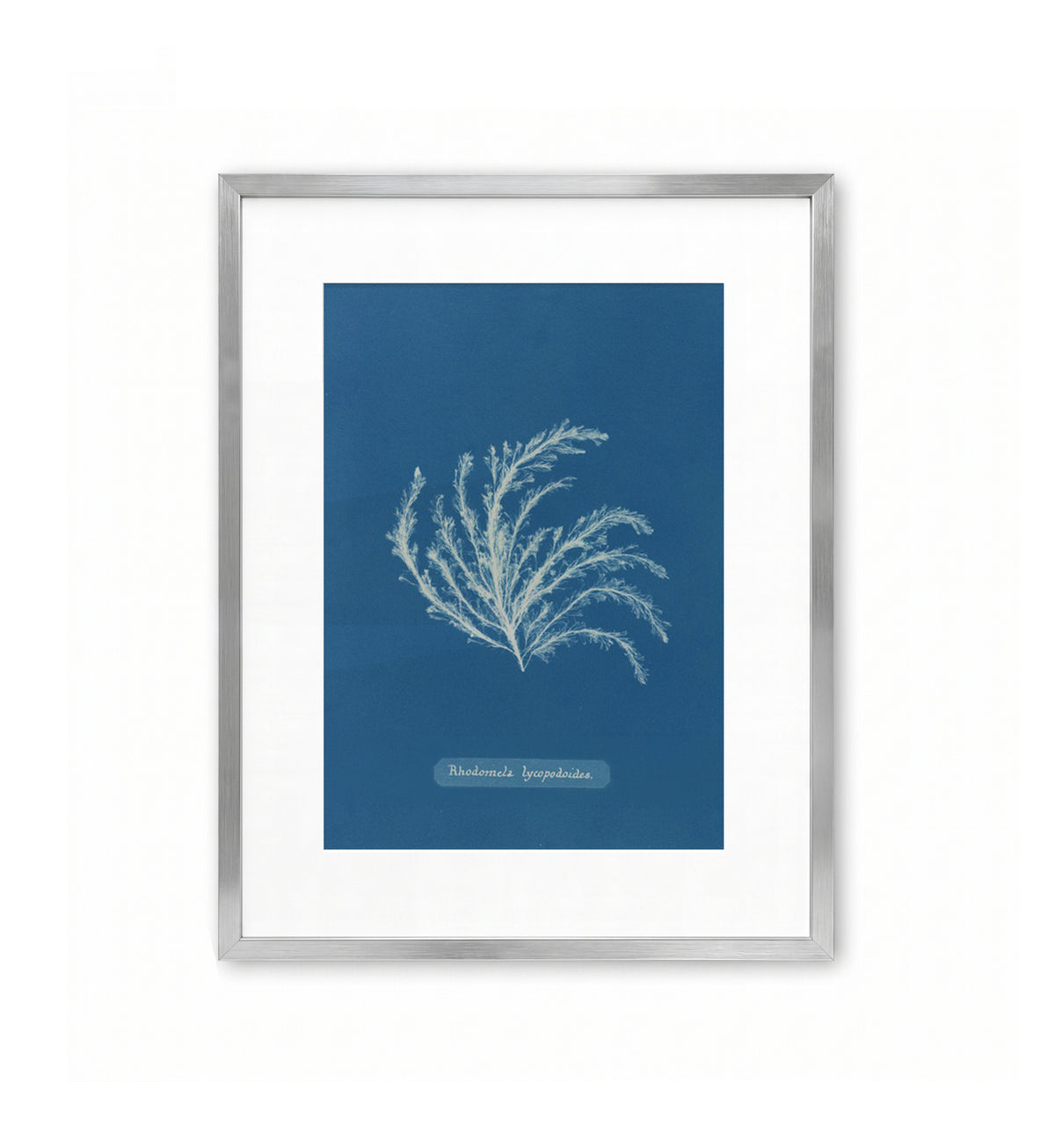 Rhodomela Lycopodoides / Anna Atkins
