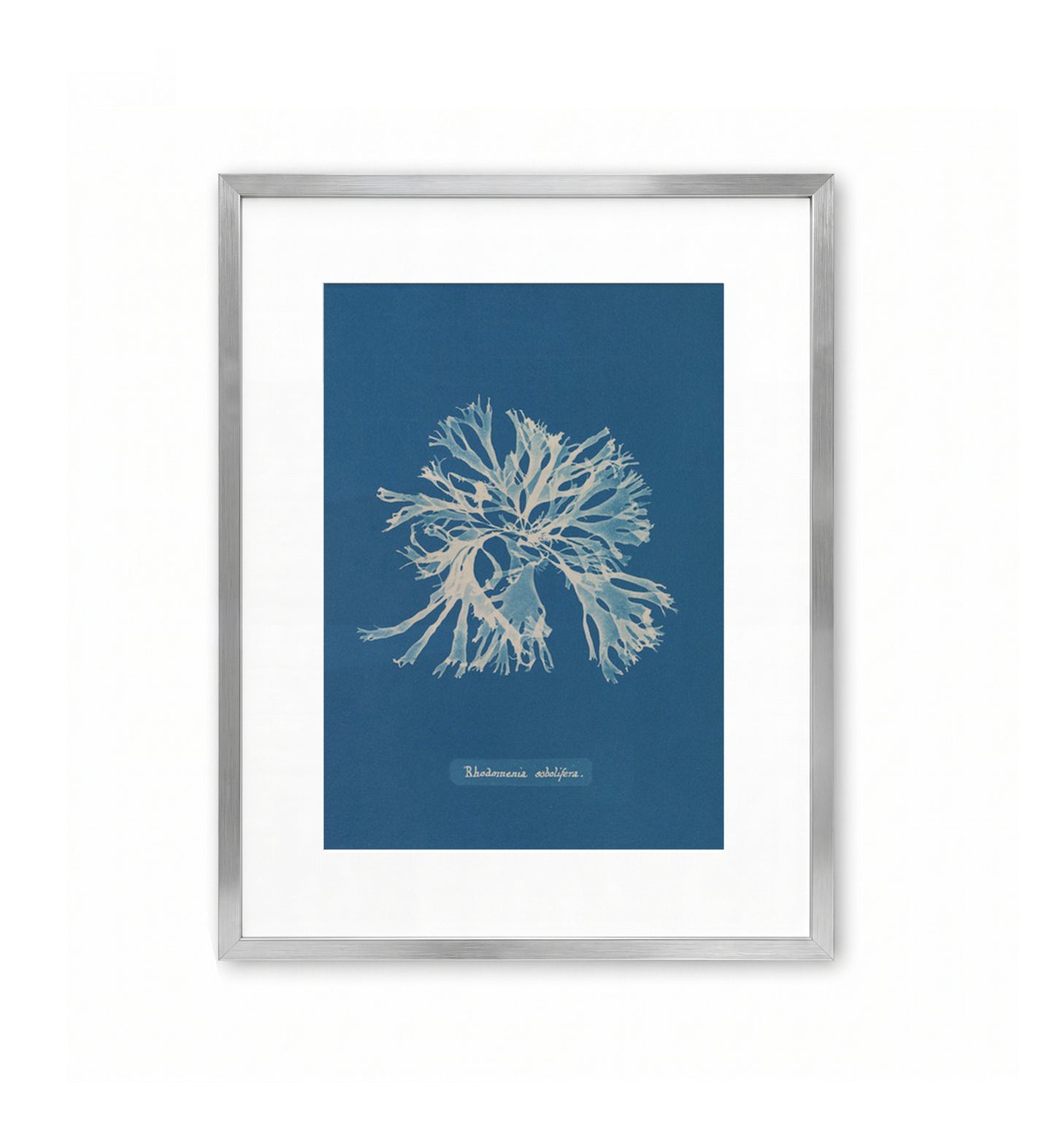 Rhodymenia Sobolifera / Anna Atkins