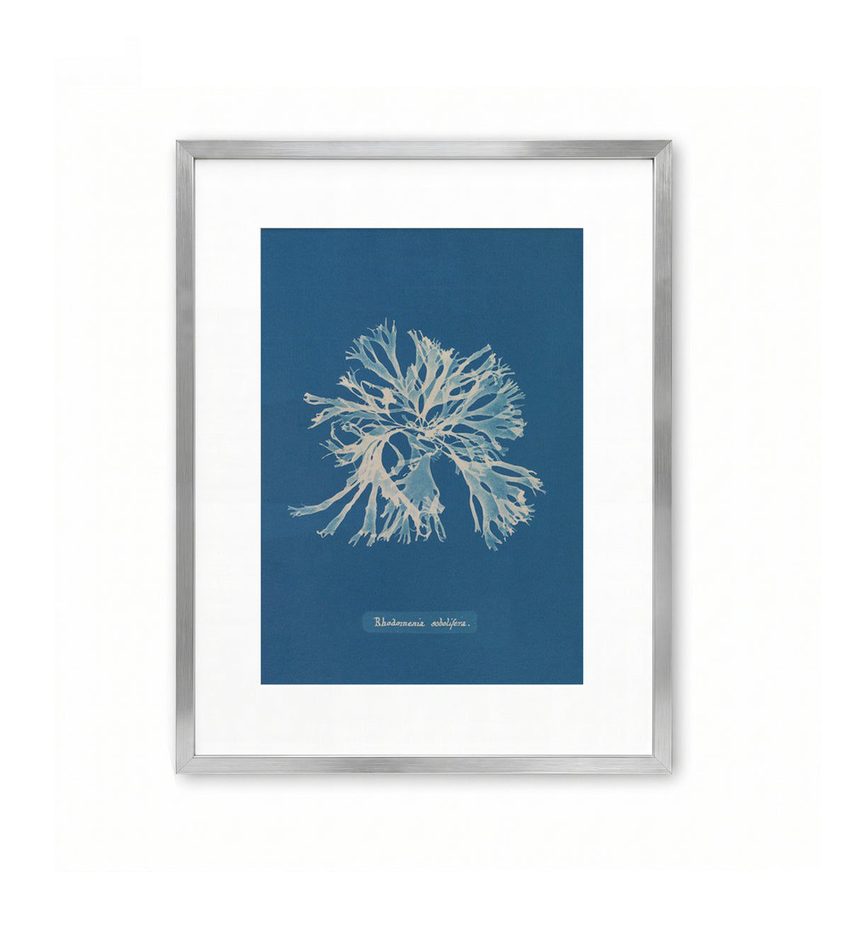 Rhodymenia Sobolifera / Anna Atkins