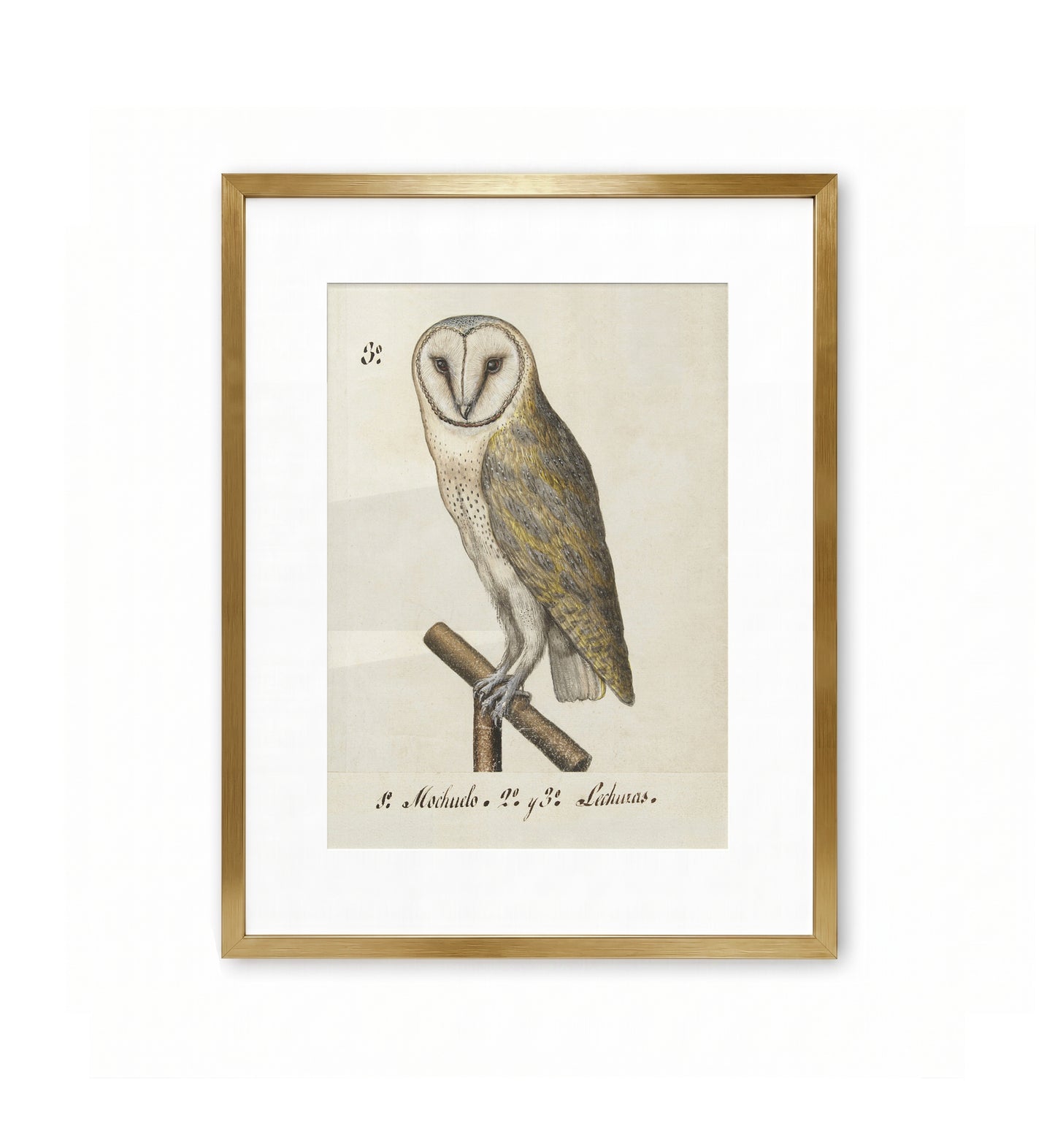 Barn Owl / Anonymous
