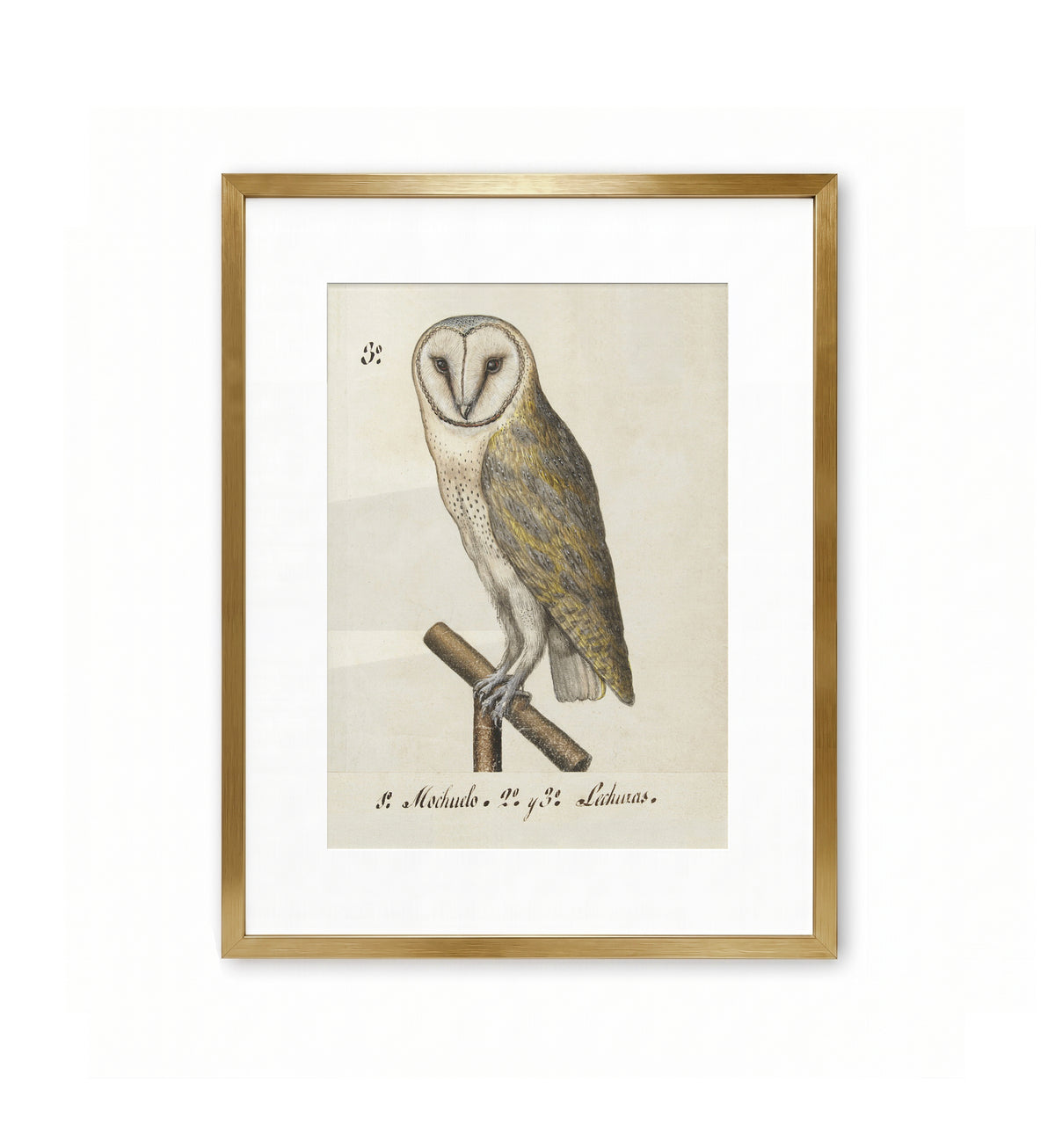 Barn Owl / Anonymous