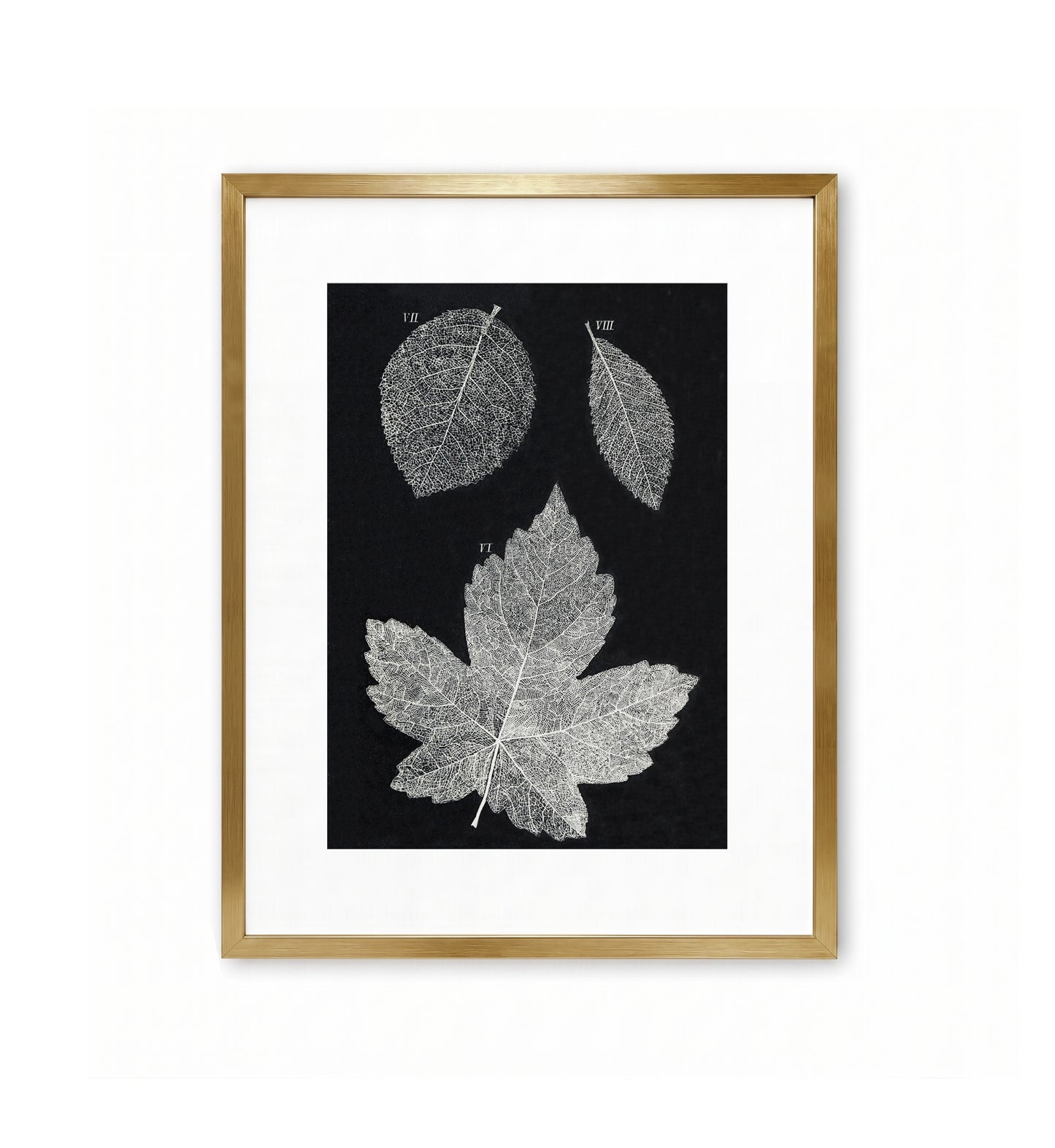 European Sycamore / Anonymous