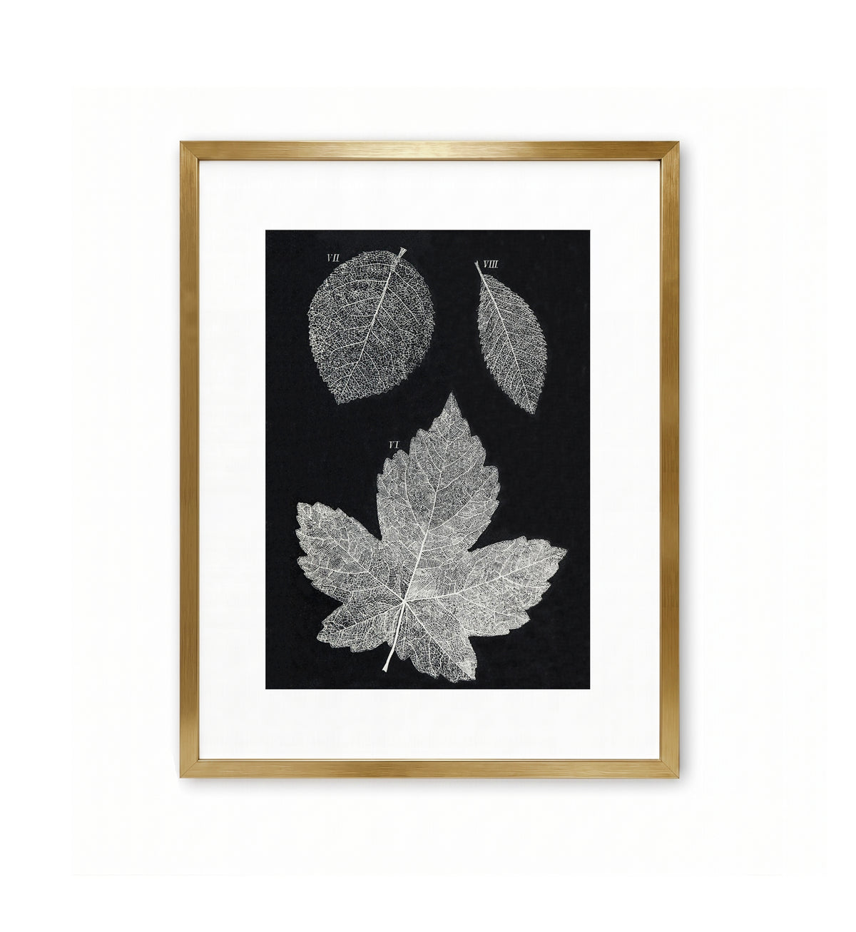 European Sycamore / Anonymous