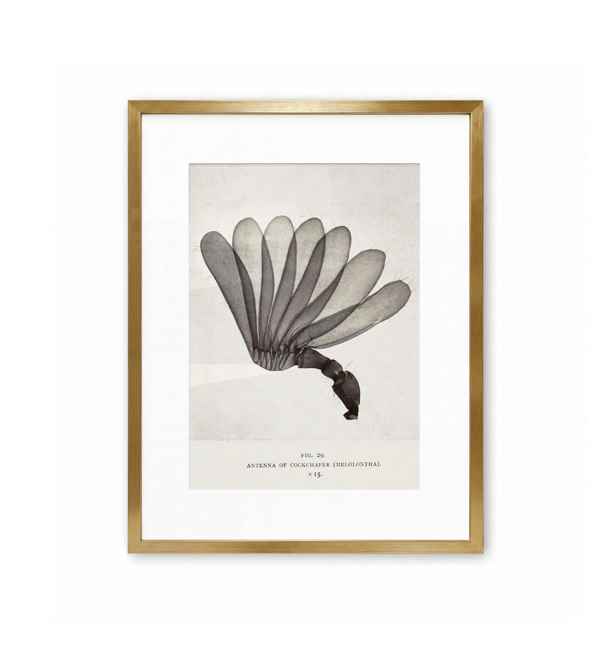 Antenna of Cockchafer / Arthur Smith