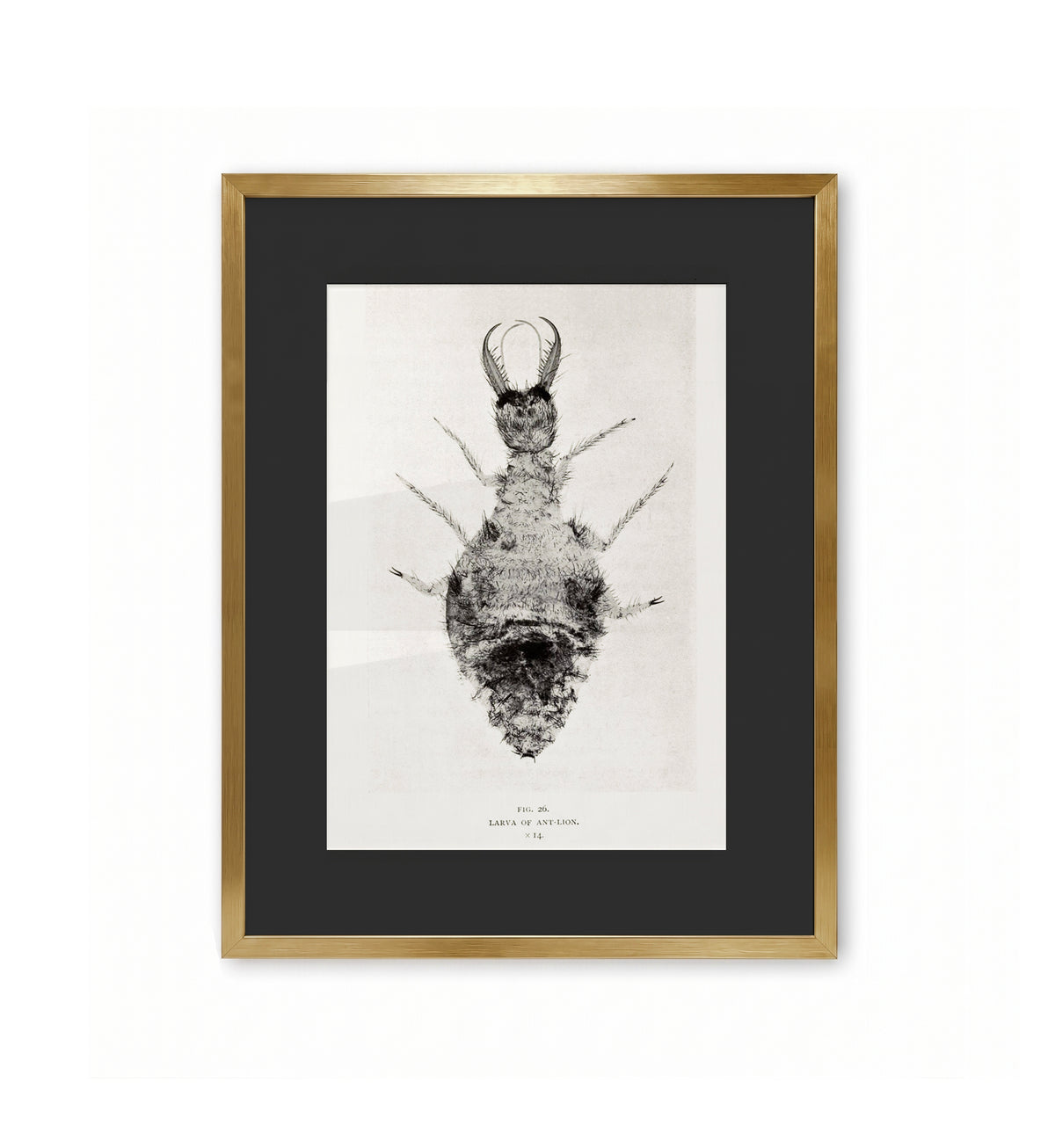 Larva of Ant-Lion / Arthur Smith