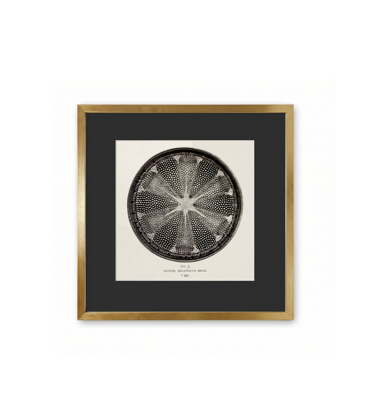 Diatom, Heliopelta Metii / Arthur Smith