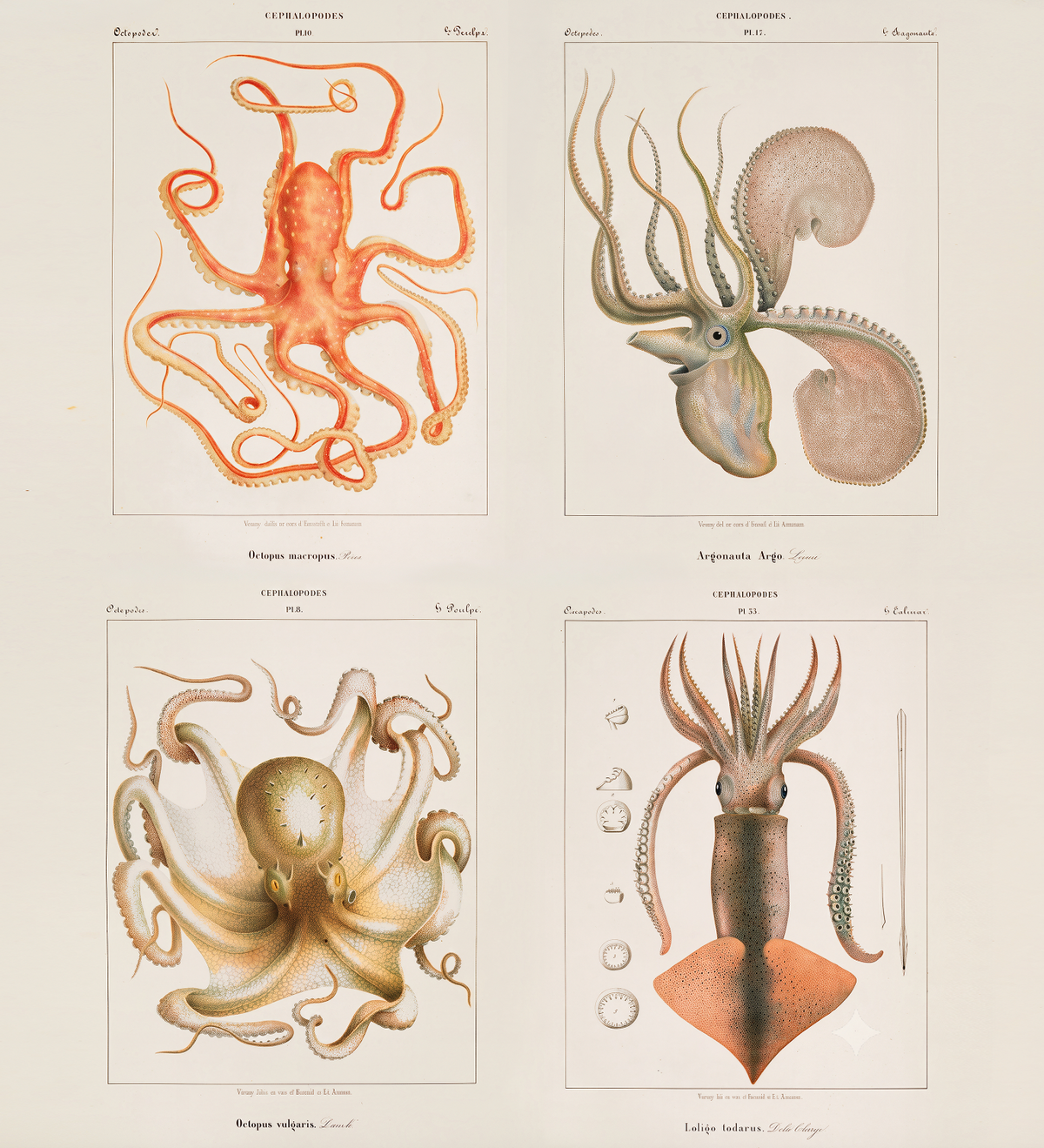 Mollusques Méditerranéens / Jean-Baptiste Vérany