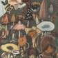 Suspect Mushrooms / A. Cornillon
