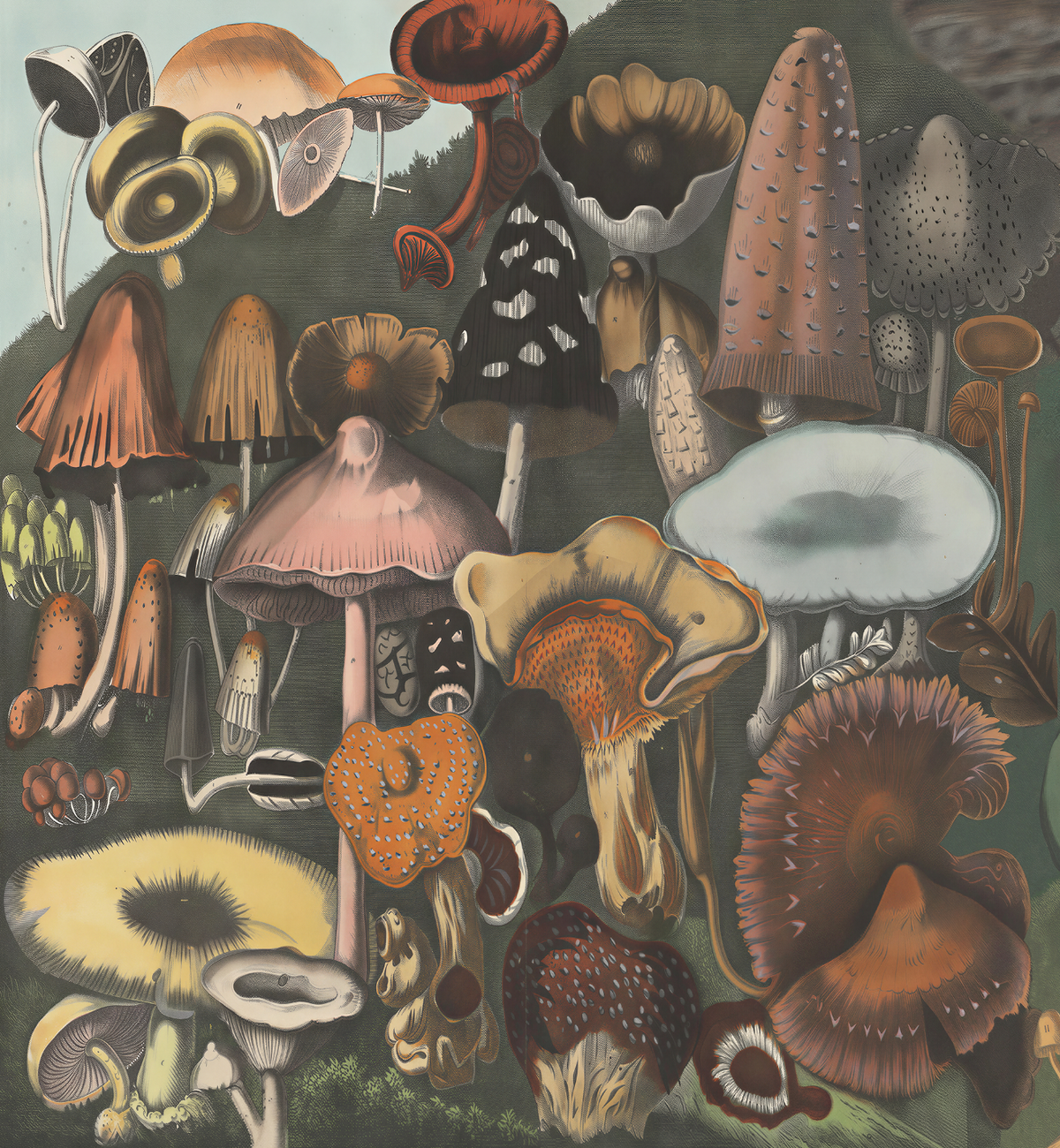 Suspect Mushrooms / A. Cornillon