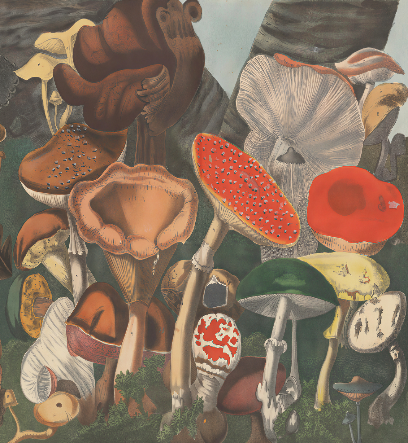 Suspect Mushrooms / A. Cornillon