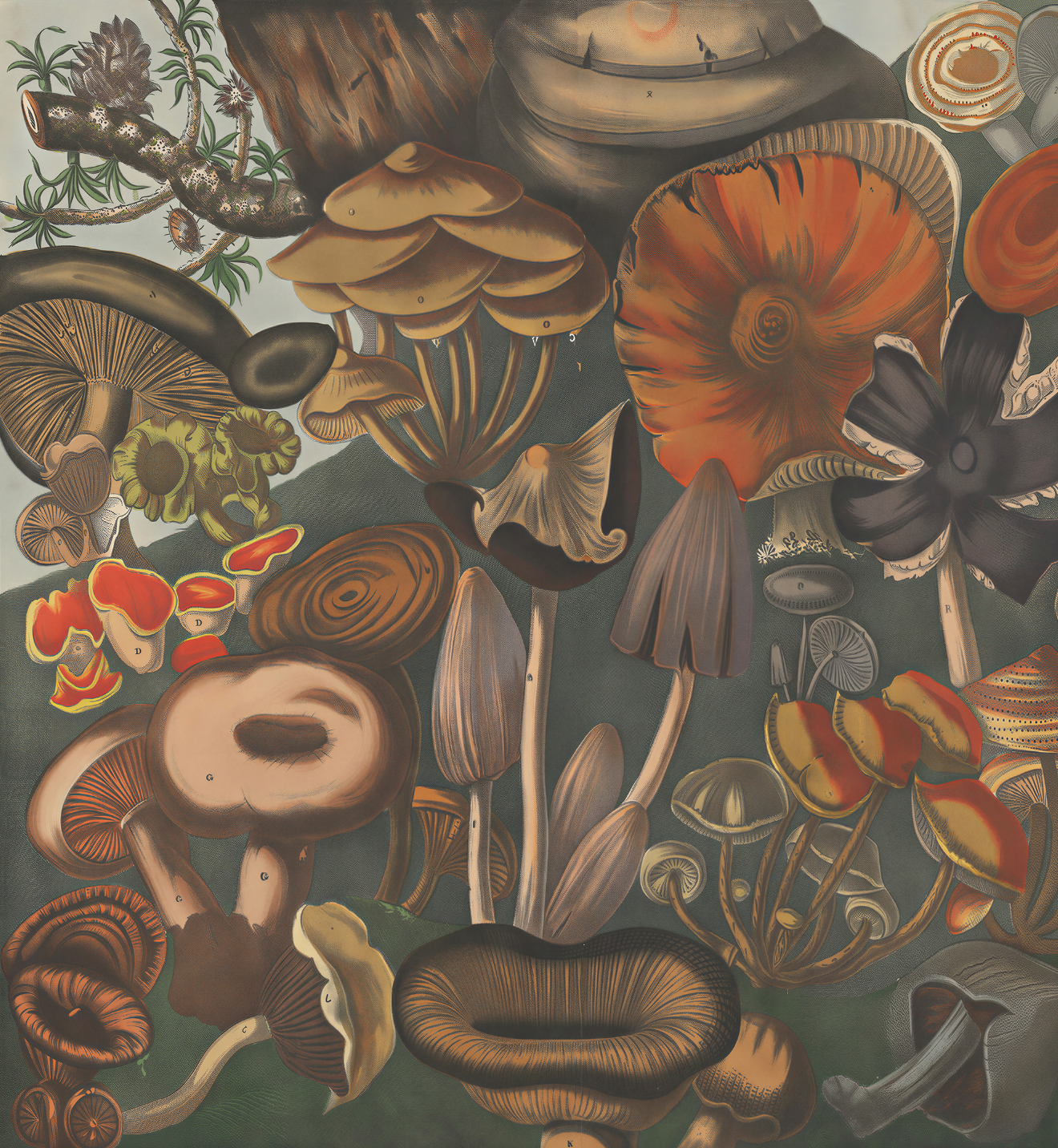 Champignons Vénéneux / A. Cornillon
