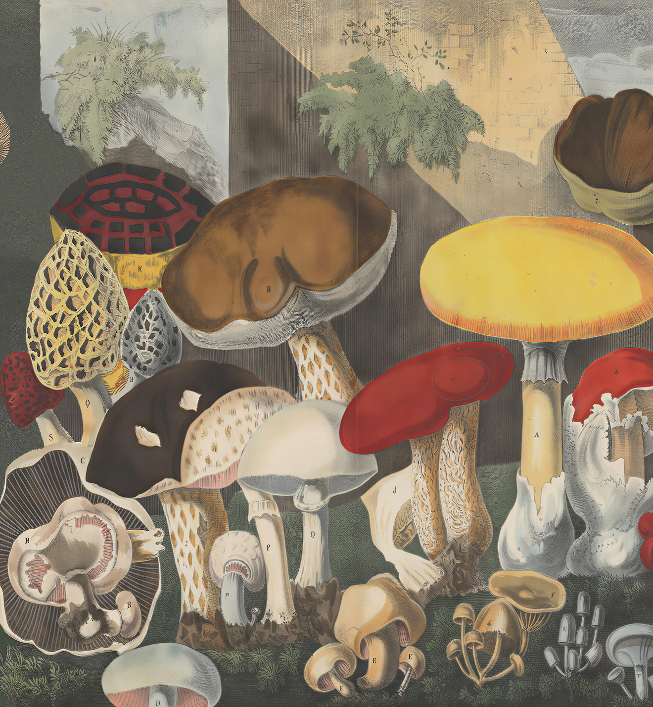 Champignons Vénéneux / A. Cornillon