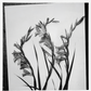 Gladiolus, Cornflag / American Colony
