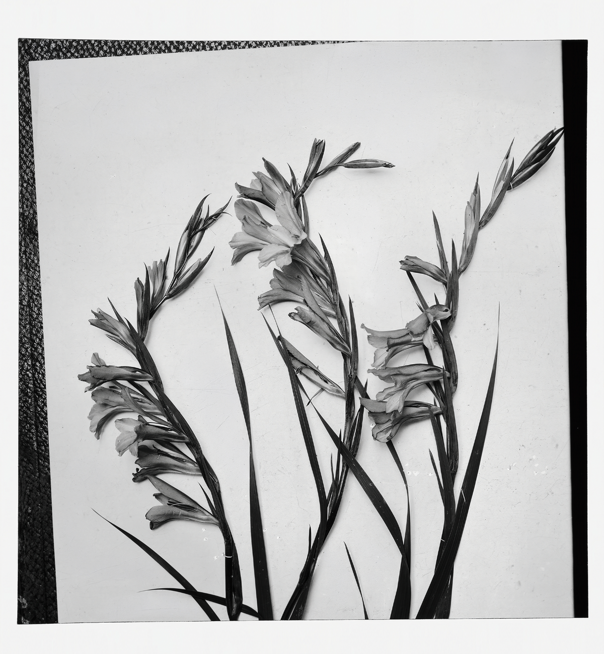 Gladiolus, Cornflag / American Colony