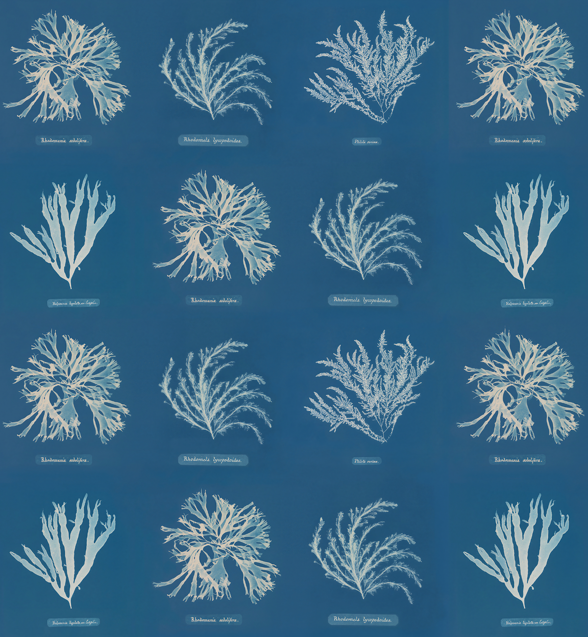 Photographs of British Algae / Anna Atkins