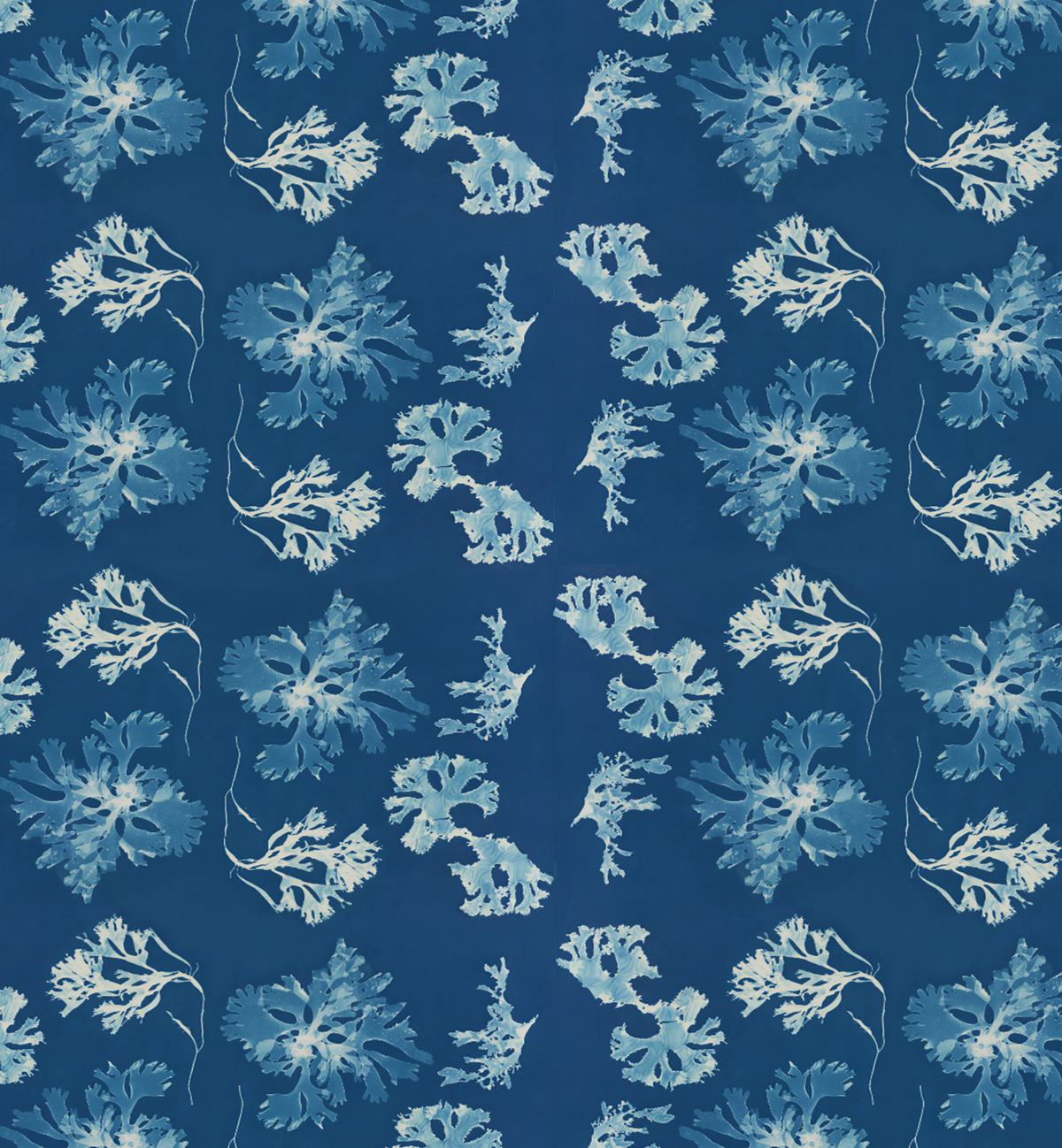 Cyanotype Impressions / Anna Atkins
