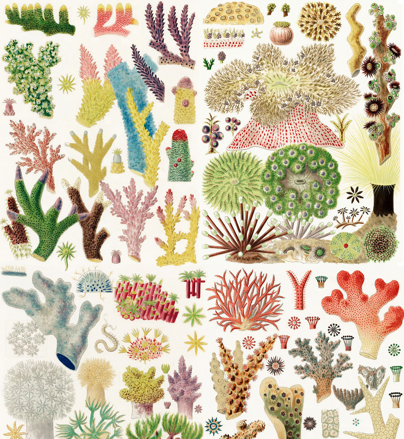 Great Barrier Reef / William Saville-Kent