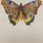 Butterfly Collage / Madame B