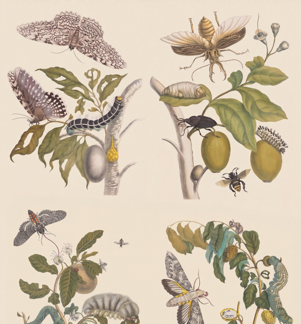 Caterpillar metamorphosis / Maria Sibylla Merian