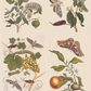 Caterpillar metamorphosis / Maria Sibylla Merian