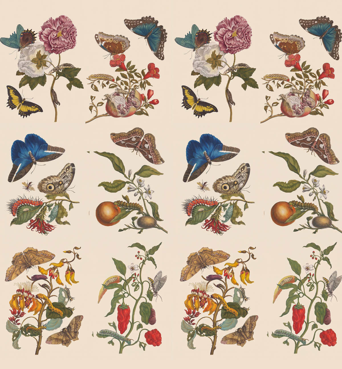 Metamorphosis Insectorum Surinamensium / Maria Sibylla Merian