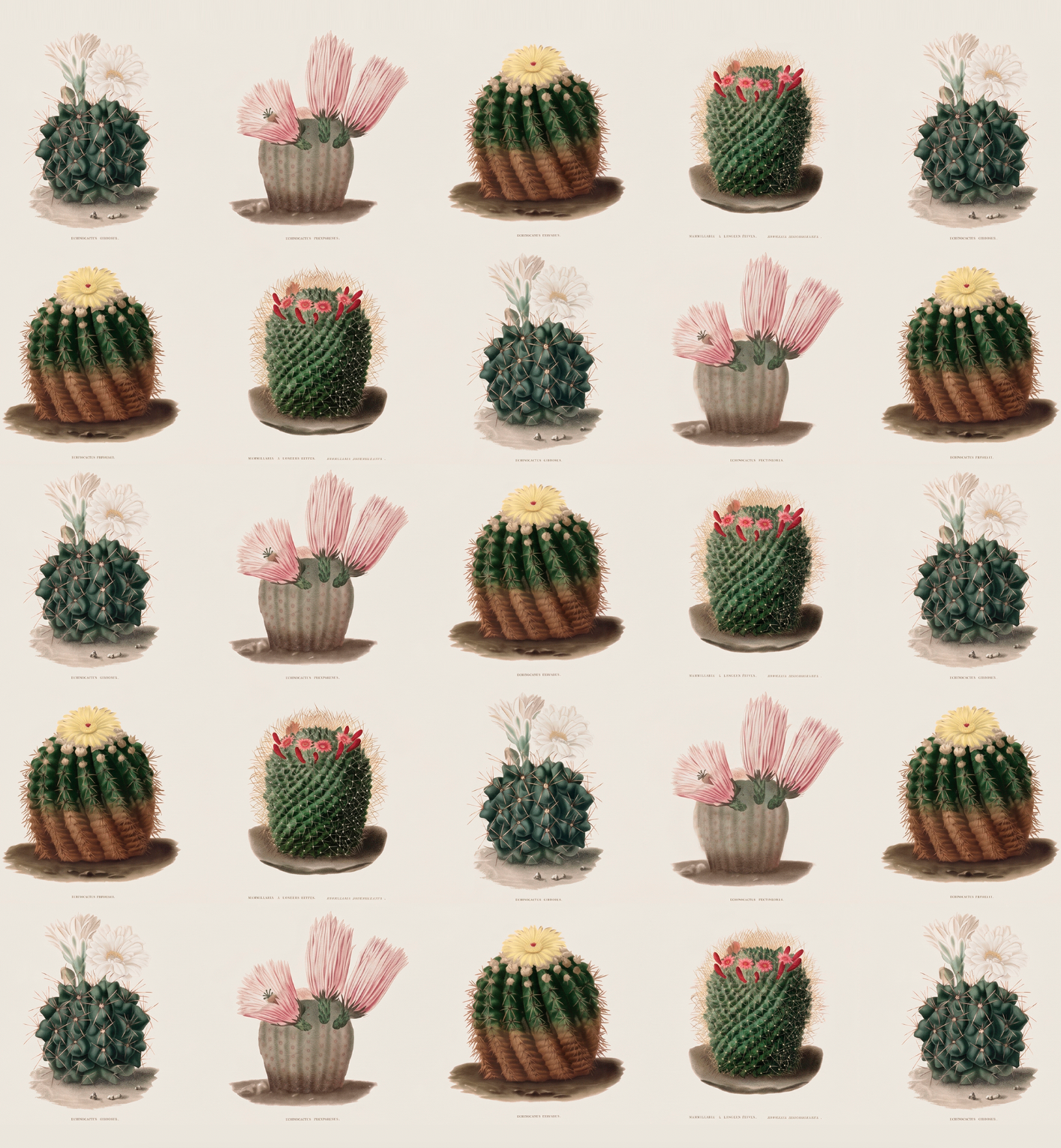 Cactaceae / N. Rémond