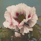 Peony No. 2 / Ogawa Kazumasa