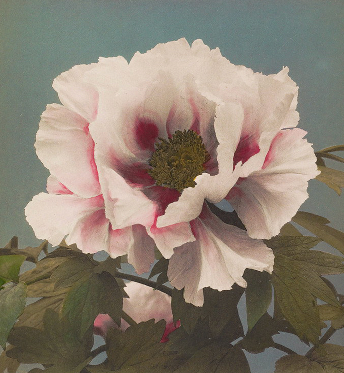 Peony No. 2 / Ogawa Kazumasa