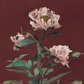 Herbaceous Peony No. 2 / Ogawa Kazumasa