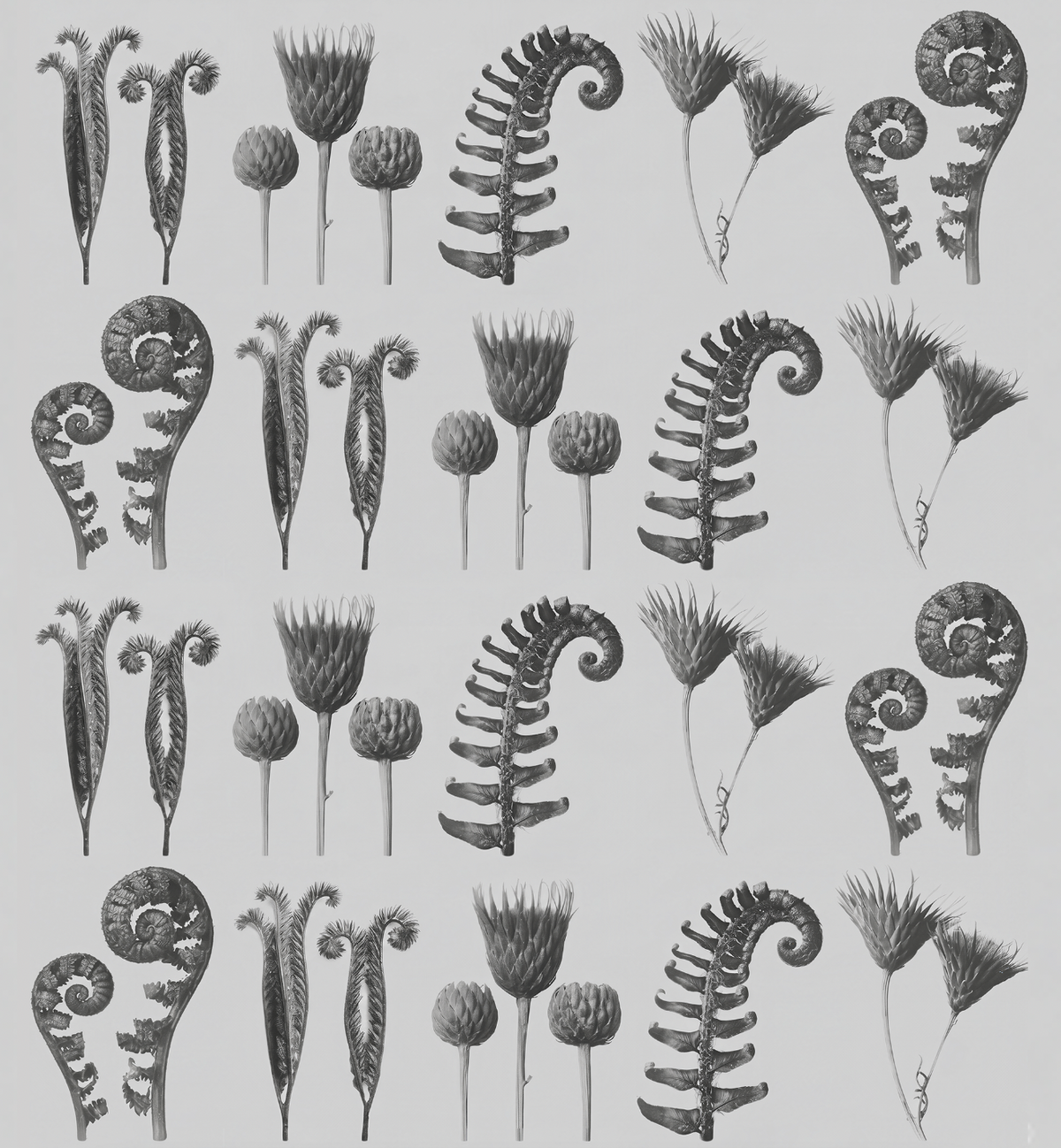 Botanical Rhythm / Karl Blossfeldt