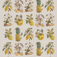 Tropical Metamorphosis / Maria Sibylla Merian