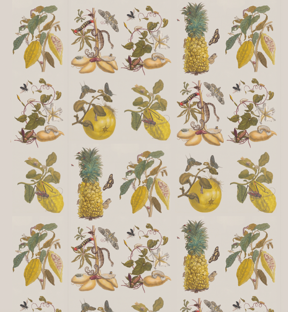 Tropical Metamorphosis / Maria Sibylla Merian