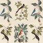 Birds & Botanicals / Mark Catesby