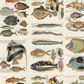Poissons des Moluques / Louis Renard & Samuel Fallours