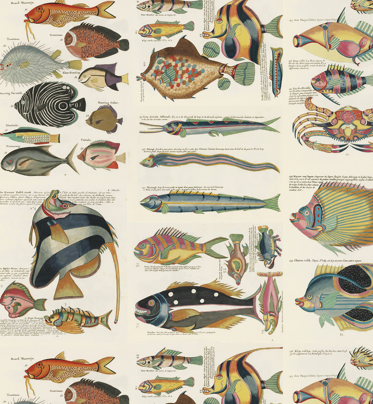 Poissons des Moluques / Louis Renard & Samuel Fallours