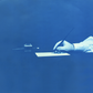 Smithsonian Cyanotypes IV / Thomas Smillie