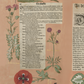 Hortus III / Wilhelm Dilich